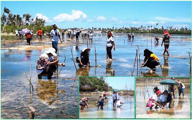 Employees of the Department of Environment and Natural Resources (DENR-8), based in Tacloban City, together with the residents of Barangay Pagnamitan, Guiuan, Eastern Samar, participate in the mangrove planting activity conducted. The activity was anchored on this year’s theme: “Mangroves Protect. Protect Mangroves” on the celebration of the Ocean Month last month of May.   (Photo by: Restituto A. Cayubit/DENR-8)