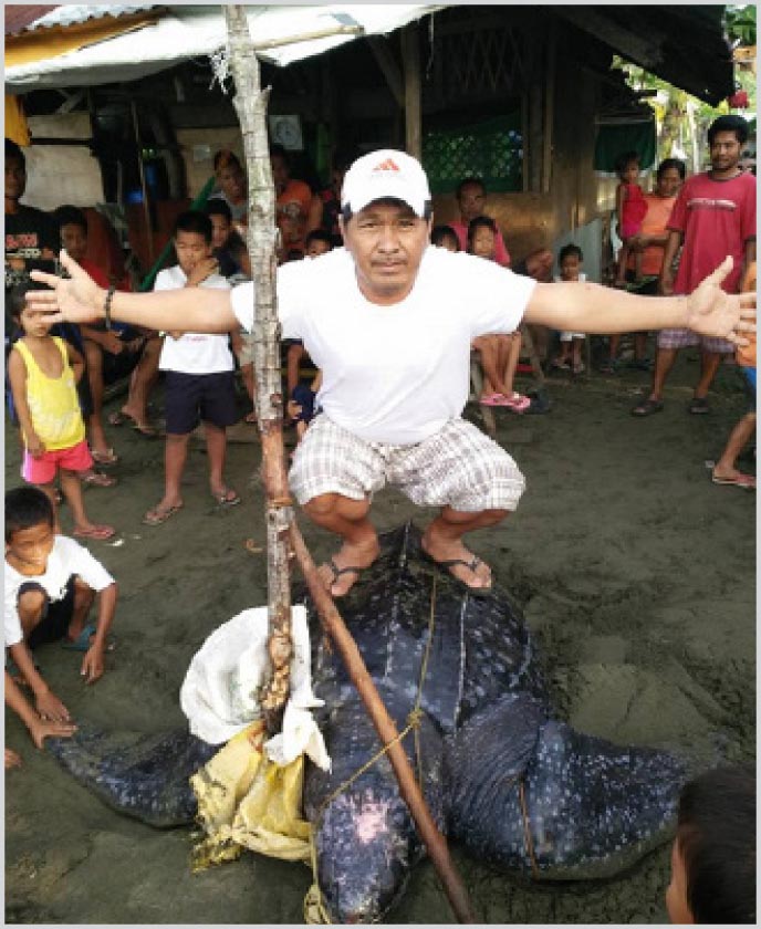 Marine Wildlife Watch of the Philippines