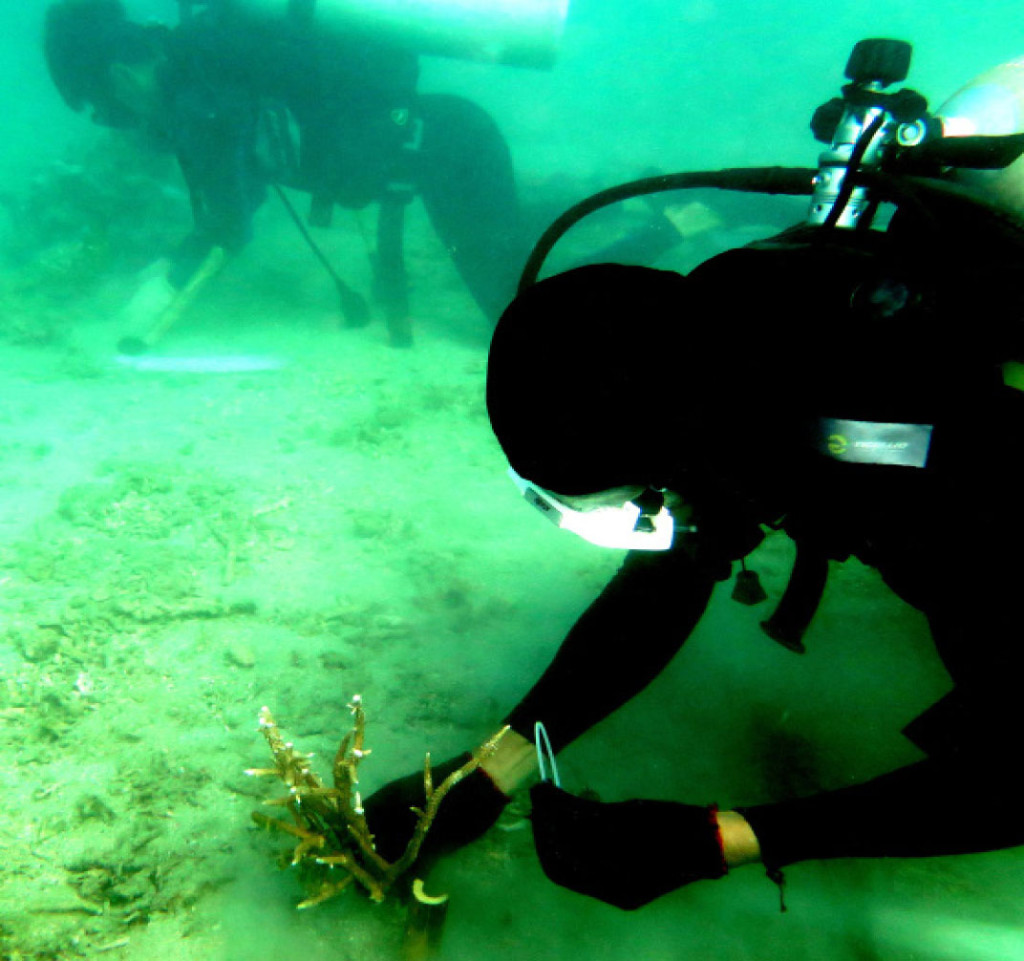 Coral transplantation is being undertaken off the waters of Southern Leyte as a way to fight against climate change. (RIO CAHAMBING)