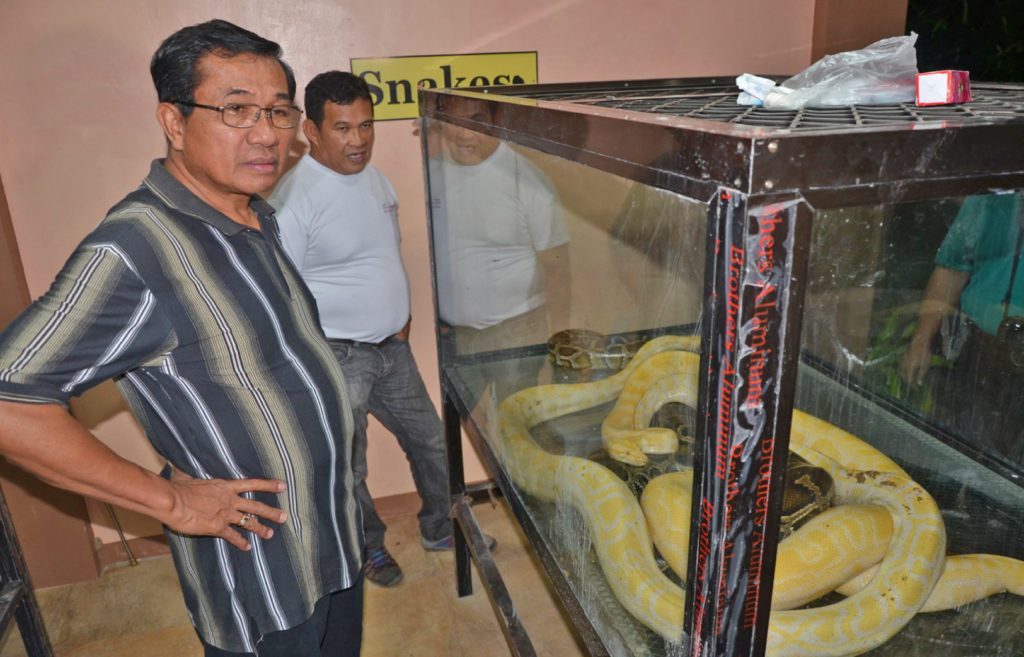Kerwin’s snake. A Burmese python, big enough to swallow a child, was among the 15 snakes recovered and rescued by the team from the Department of Environment and Natural Resources(DENR) at the house of alleged drug lord Kerwin Espinosa in Albuera, Leyte last Saturday. In photo is DENR-8 Director Leonardo Sibbaluca. (DENR photo) 