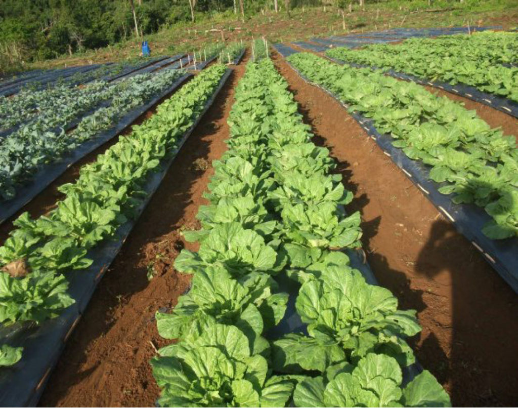 Lettuce is one of the high value vegetables that the 38-strong Villaconziolo Community Association of Jaro, Leyte, plants at their 28 hectares lot. VCA was named as one of the country’s best farmers group by the TOFARM Awards held in Makati City.  (VICKY C. ARNAIZ)     