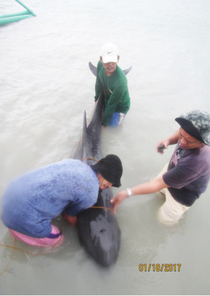 A dolphin who find its way to the waters of Salcedo, Eastern Samar was rescued by local fishermen on Jan.11. The dolphin has wounds on its body and later released back to the waters after given treatment.   Photo courtesy Salcedo Municipal Police.