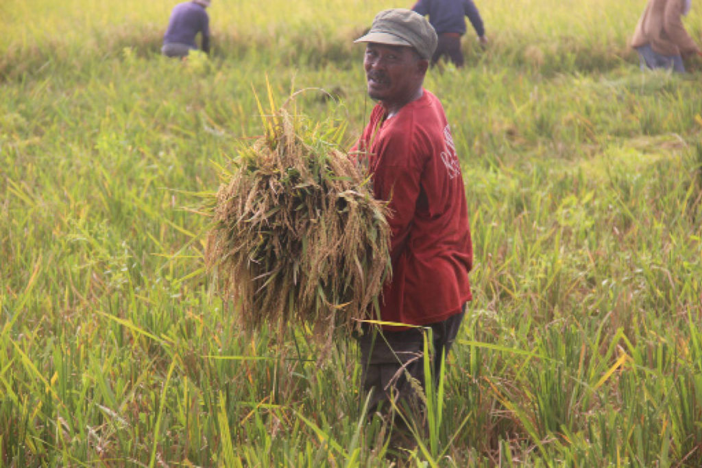 Farmer Ruperto Alesna of the Bugho Farmers Association in Barangay Maticaa, Ormoc City was all-smiles as he harvests his palay. The farmers just recently received their certificates of land ownership award(CLOAs) from the Department of Agrarian Reform(DAR). (MEL CASPE )