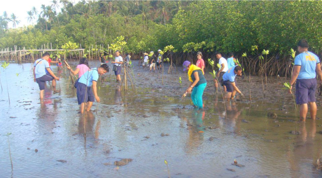 Mangroves planted by 4Ps beneficiaries are not only helping residents of Brgy. Looc, Cabucgayan but is now fast becoming a tourist destination.      (PHOTO COURTESY)