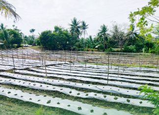 DA-8 boosts Leyte farmers with solar irrigation, cacao nursery, and post-harvest support