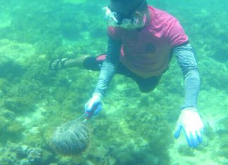 PCG, local divers remove 1,300 coral-eating starfish in Southern Leyte
