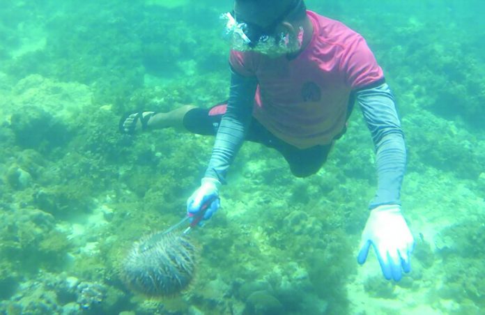 crown of thorns.jpg1