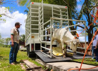 Eastern Samar receives upgraded Brahman cattle to boost livestock industry