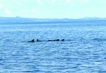 Rare dolphin sighting in San Pedro Bay renews push for marine protection in Tacloban waters