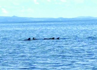 Rare dolphin sighting in San Pedro Bay renews push for marine protection in Tacloban waters