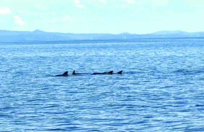 dolphin