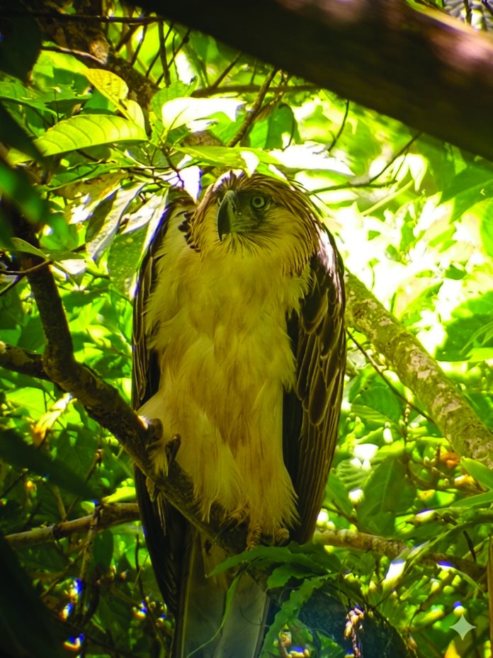 eagle copy