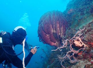 Daram eyes dive tourism boom after underwater survey reveals rich marine attractions