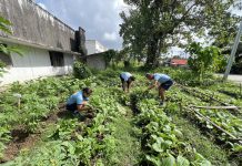 1st ESPMFC harvests vegetables through “Gulayan sa Kampo” program
