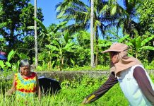 Eastern Visayas palay output drops 14.6% in first quarter of 2026, PSA reports
