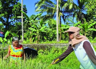 Eastern Visayas palay output drops 14.6% in first quarter of 2026, PSA reports