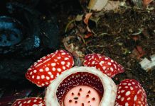 Endangered Samar rafflesia rediscovered after 15 years in protected forest
