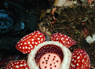 Endangered Samar rafflesia rediscovered after 15 years in protected forest