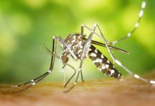 Guiuan town intensifies anti-dengue campaign after 16 cases recorded