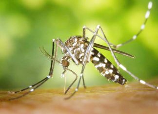 Guiuan town intensifies anti-dengue campaign after 16 cases recorded