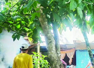 Samar logs 225 suspected chikungunya cases; health officials step up surveillance