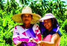 Ormoc to establish ube demo farm as Leyte Rep. Gomez pushes national industry development