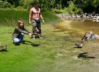DENR-8 releases rehabilitated native wildlife into Leyte protected park