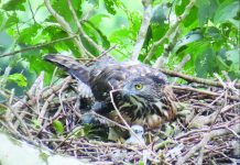 PEF documents first active South Philippine Hawk-Eagle nest in Eastern Visayas