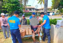 7 protected birds seized in Ormoc wildlife trade bust