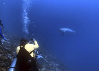 Tabango seeks bigger share of tourism from Kimud Shoal, thresher sharks