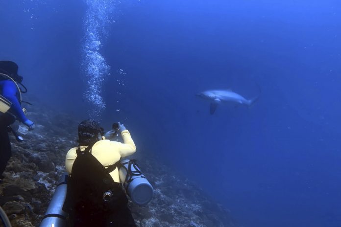 shark