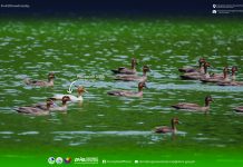 Rare leucistic Philippine duck spotted at Mahagnao Volcano Natural Park