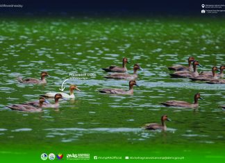 Rare leucistic Philippine duck spotted at Mahagnao Volcano Natural Park