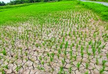 Dry spell threatens rice production in EV