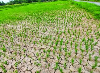 Dry spell threatens rice production in EV