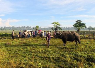 DA, Northern Samar eye breeding program for ‘giant carabaos’