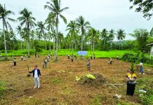 PCA targets 128,000 new coconut seedlings in Eastern Visayas