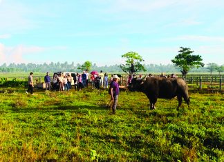 DA studies ‘giant’ carabao in Northern Samar for breeding potential