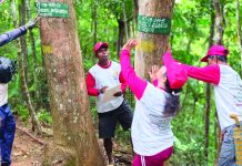 Mamanwa workers gain jobs while helping protect Biliran forests