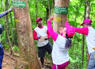 Mamanwa workers gain jobs while helping protect Biliran forests