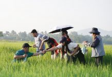 Eastern Visayas remains rice-secure as local output covers 80% of demand