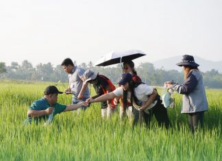 Eastern Visayas remains rice-secure as local output covers 80% of demand