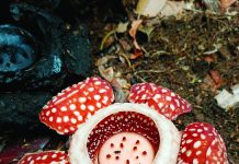 Rediscovered Samar Rafflesia sparks renewed conservation drive in Basey