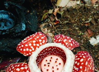 Rediscovered Samar Rafflesia sparks renewed conservation drive in Basey